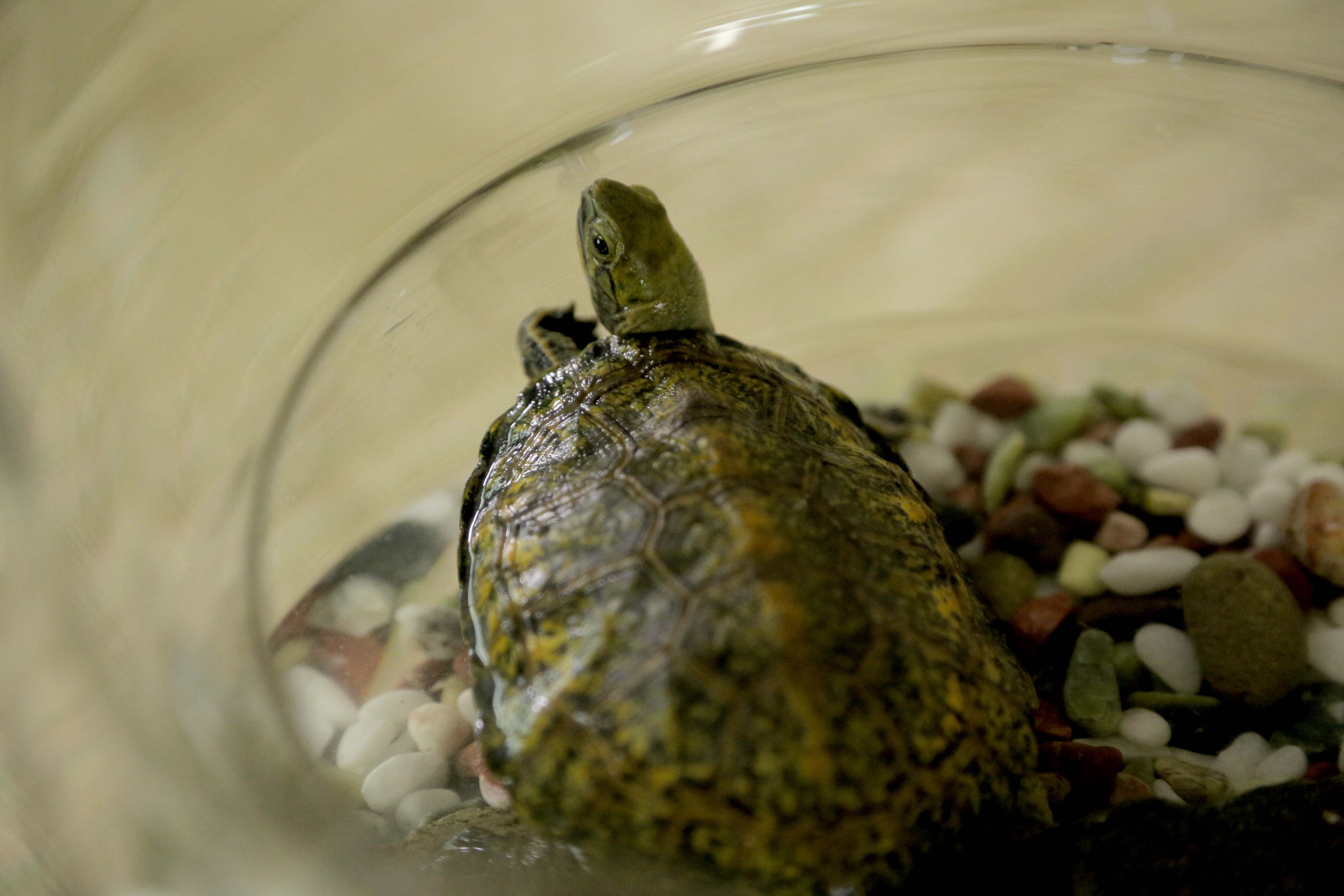 カメラ の次は カメ カメラを止めるな の 上田慎一郎 オリジナル脚本 中泉裕矢 浅沼直也とのトリプル監督作品 三角関係 復讐 そして カメ 今夏公開決定 アスミック エース